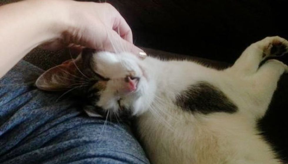 Missing Cat Reunited with Family After Losing His Owner in Fatal Car Crash