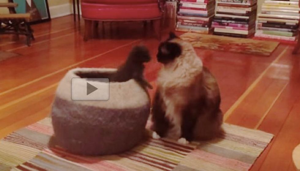 Prankster Foster Kittens Try to Surprise the Big Kitties