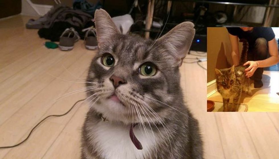 Humph the Cat from Car-hit Stray to Handsome Boy