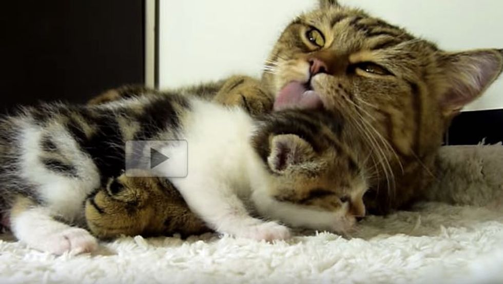 Kitten Asking Mom for Hugs. Sweetest Thing!