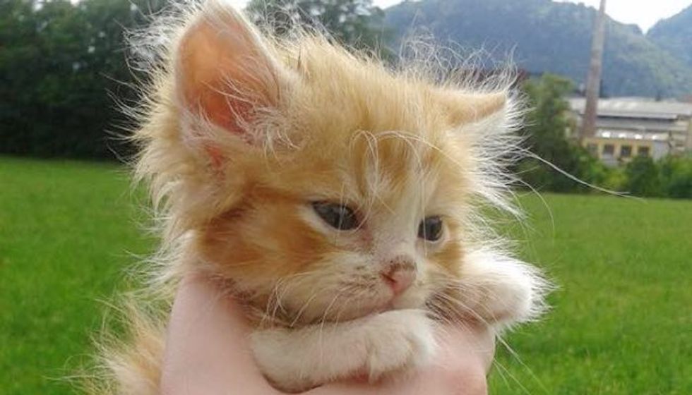 Tiny Ginger Kitten Found in Woods Without a Mom, Now Two Years Later.