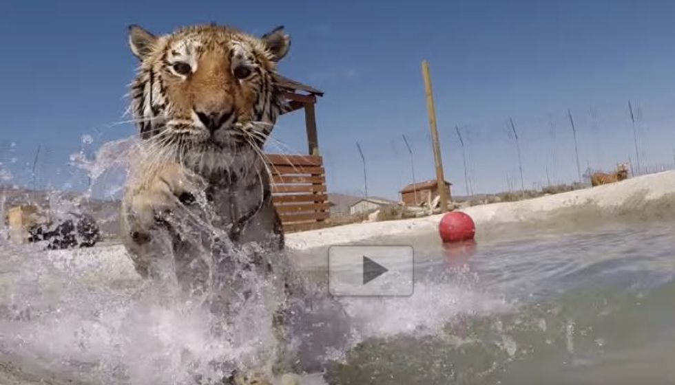 Rescue Big Cats Swim in Water for the First Time. The Joy!