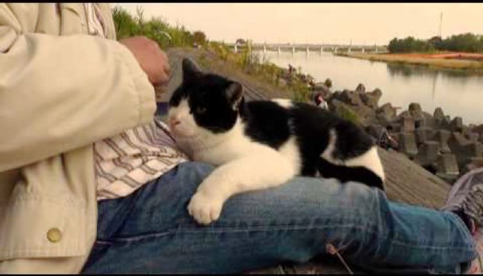 Fishermen Fish for Their Beloved Island Cats