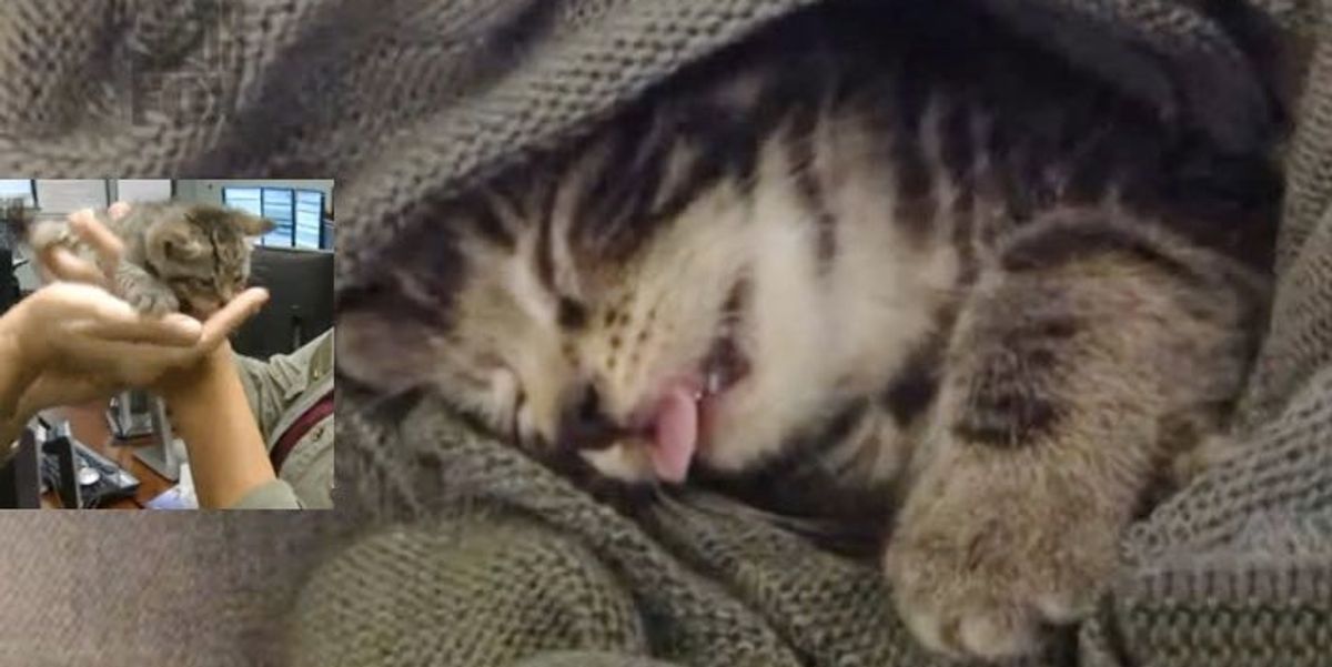 911 Operators Receive Call About Abandoned Kittens and Step in to Help