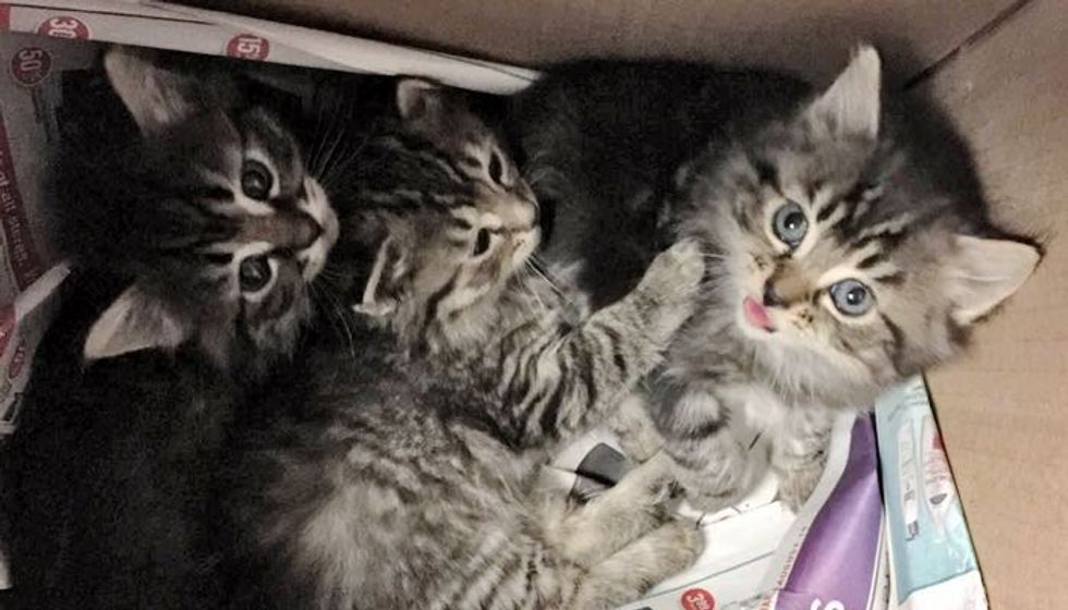 Tabby Kittens Found in Wine Box from Scared to Loved