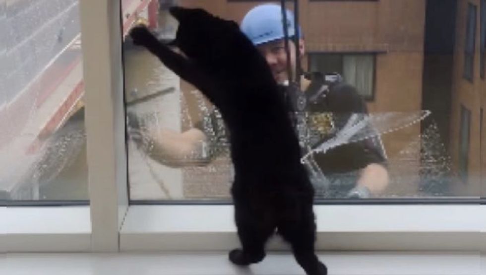 Cat and Window Cleaner Become Best Friends After Months of Meeting at the Same Window