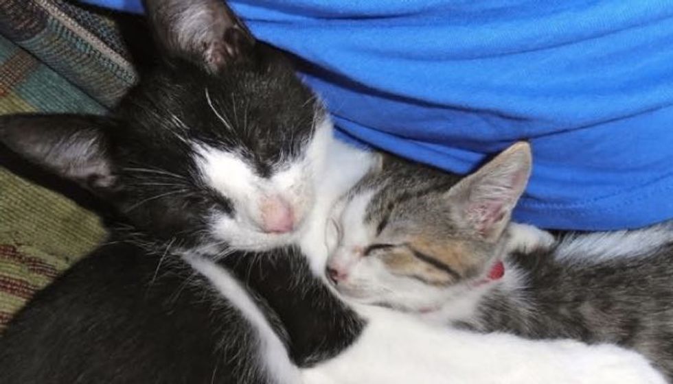 Blind Cat and His Seeing-eye Brother