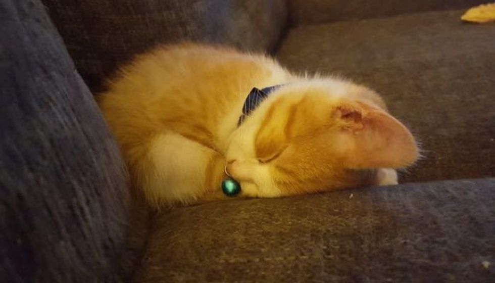 Tiny Stray Kitten Meowing His Way into a Couple's Hearts