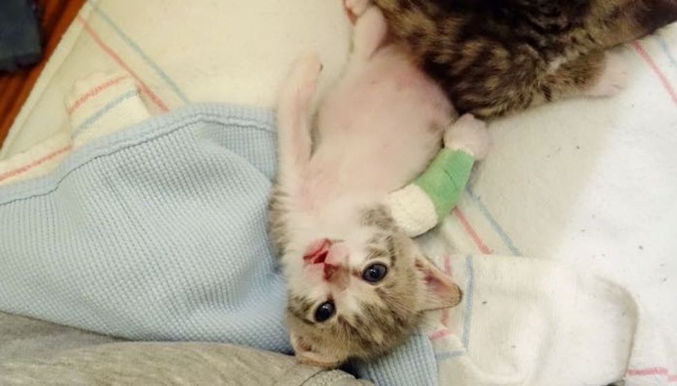 Pattypan the Kitten was Saved by Good Samaritans who Came Back for Her
