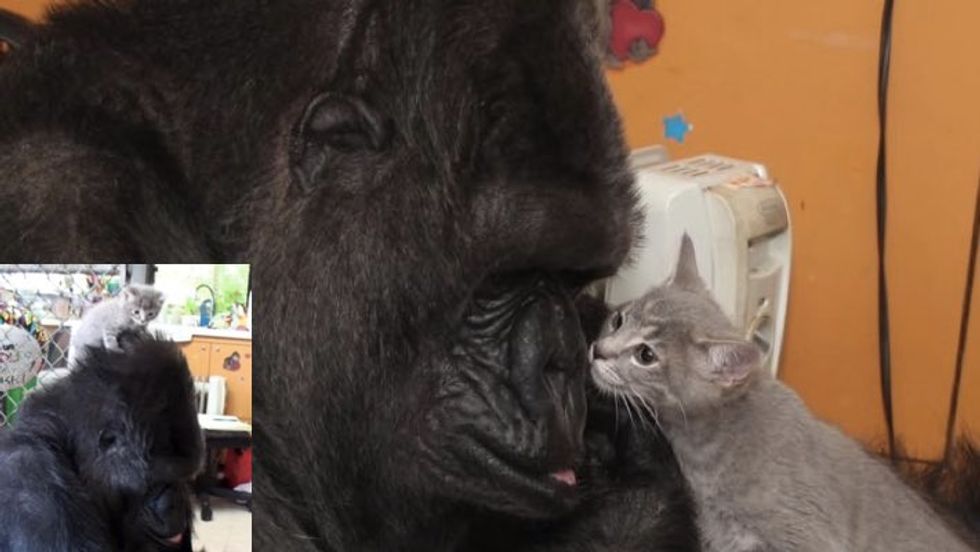 At 44, Koko the Gorilla Becomes Mom to Two Kittens