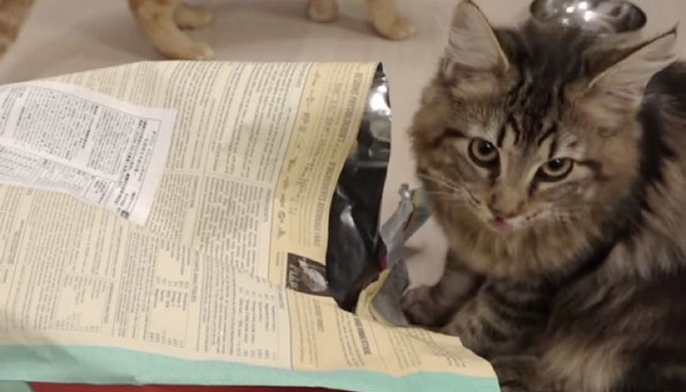 Fluffy Kitty Decides He Will Feed the House of 10 Cats