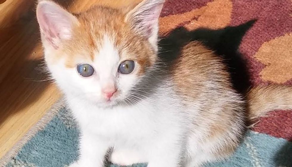Kitten Found in a Box with a Note Written By a Child, Asking for Help