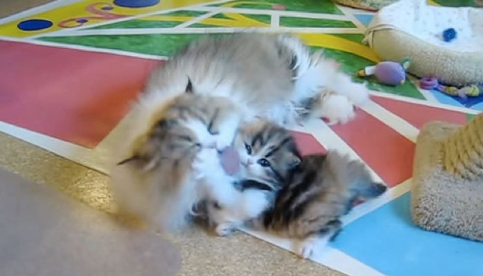 Kitten Getting a Vigorous Bath from Momma Whether She Likes it or Not