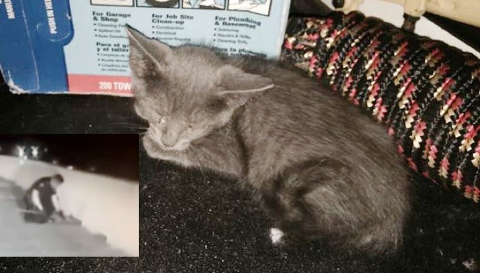 Police Officer Saves Meowing Kitten Stuck on Highway and Changes His Life Forever!