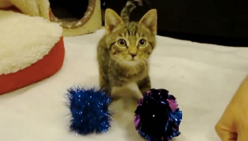 Two Legged Kitty Defying the Odds and Stealing Our Hearts