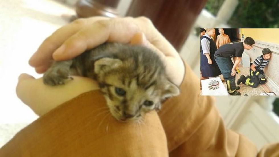 Orphaned Kitten Rescued by Monks from Inside the Temple Walls