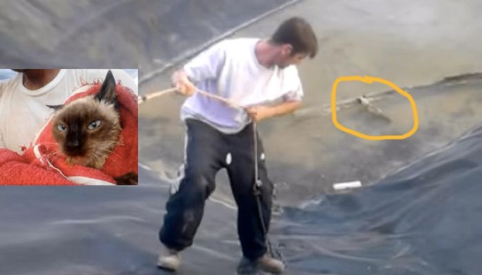 Man Rescues Frightened Feral Cat from Cold Retention Pond