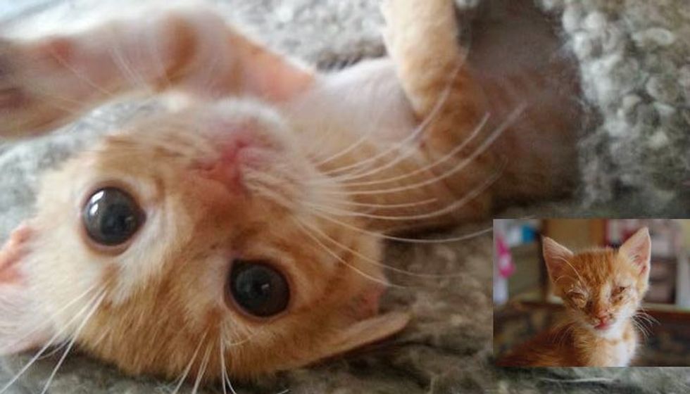 Stray Kitten Fed by Rescuer One Bite at a Time is Completely Transformed by Love