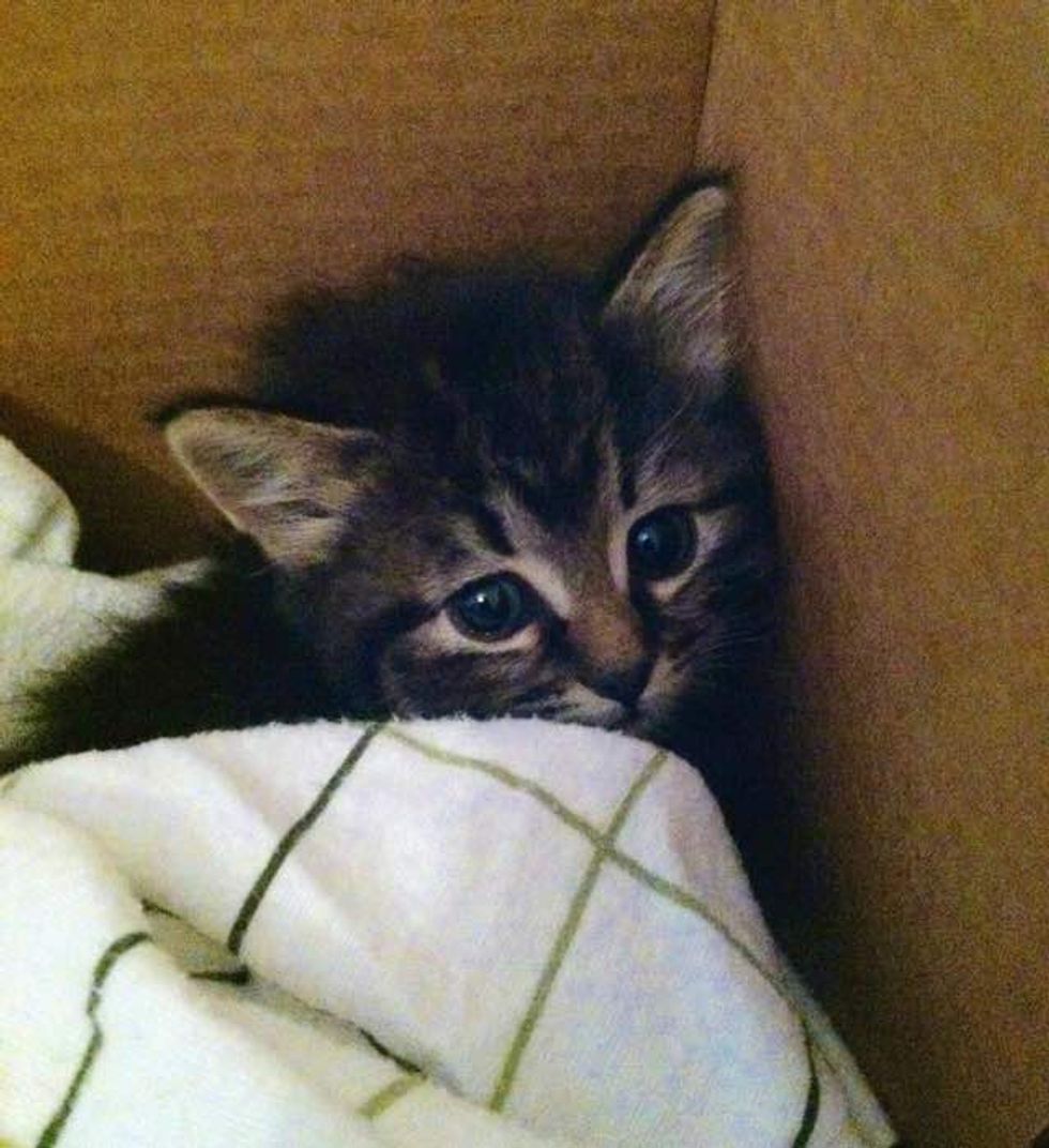 Shivering Kitten Crying from Bushes, Now Has Really Turned Around