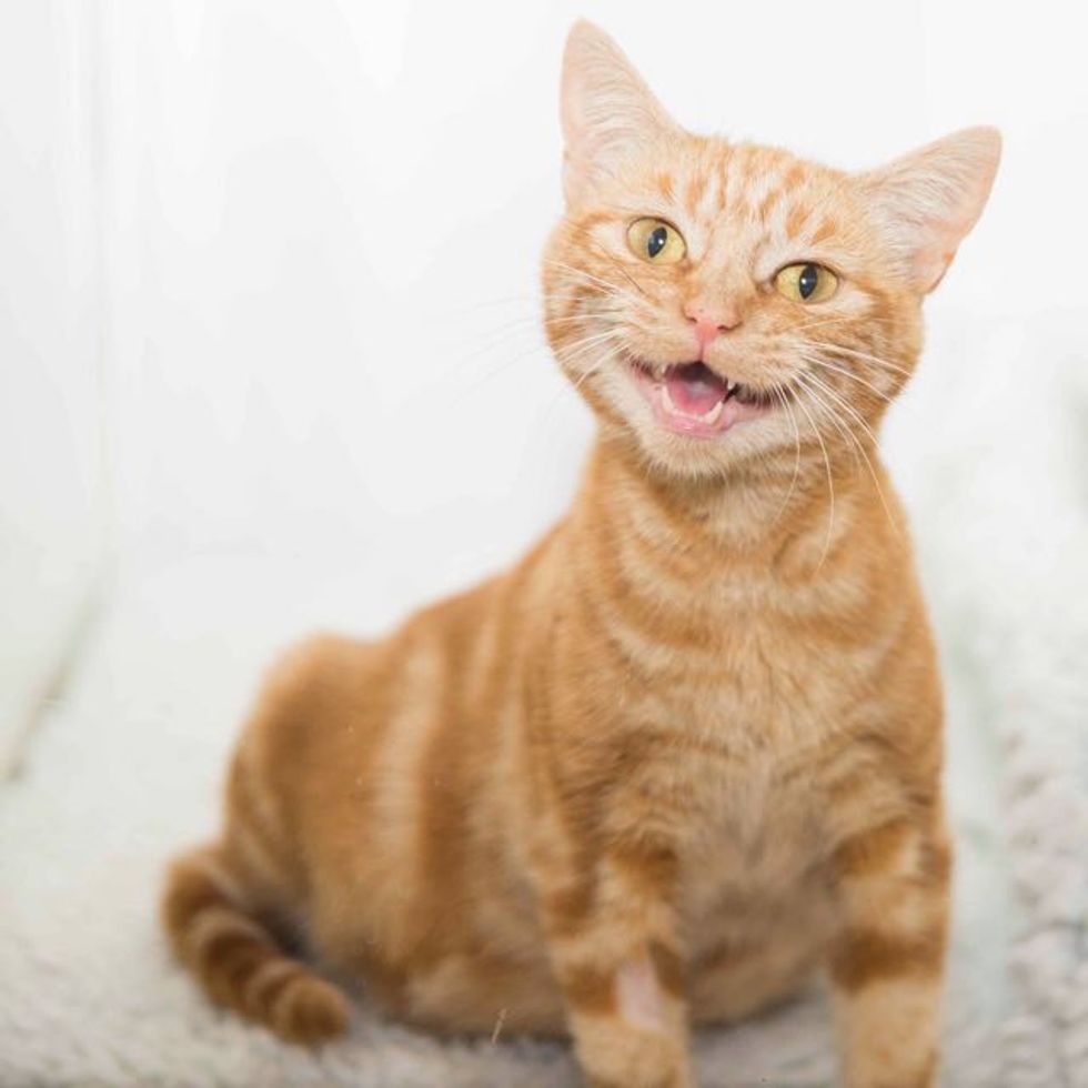 Ginger Cat Mama Came To The Shelter With A Big Belly Then One Day Love Meow