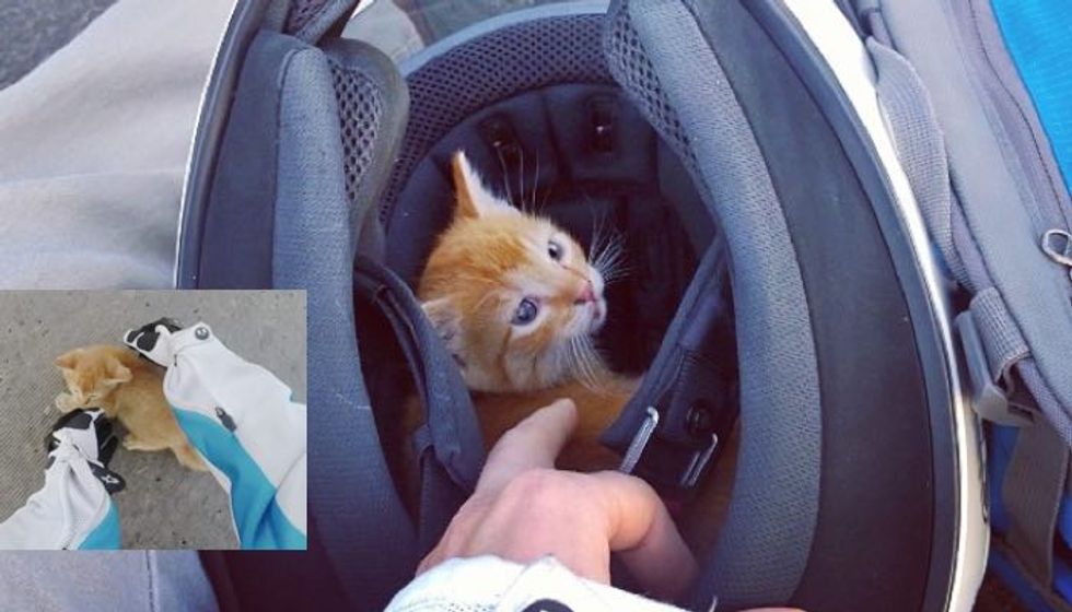 Motorcyclist Ran into Busy Intersection to Save Kitten