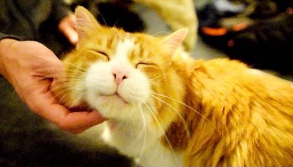 Cat Chirps Like a Cricket Couldn't Find Forever Home Until 7 Years Old