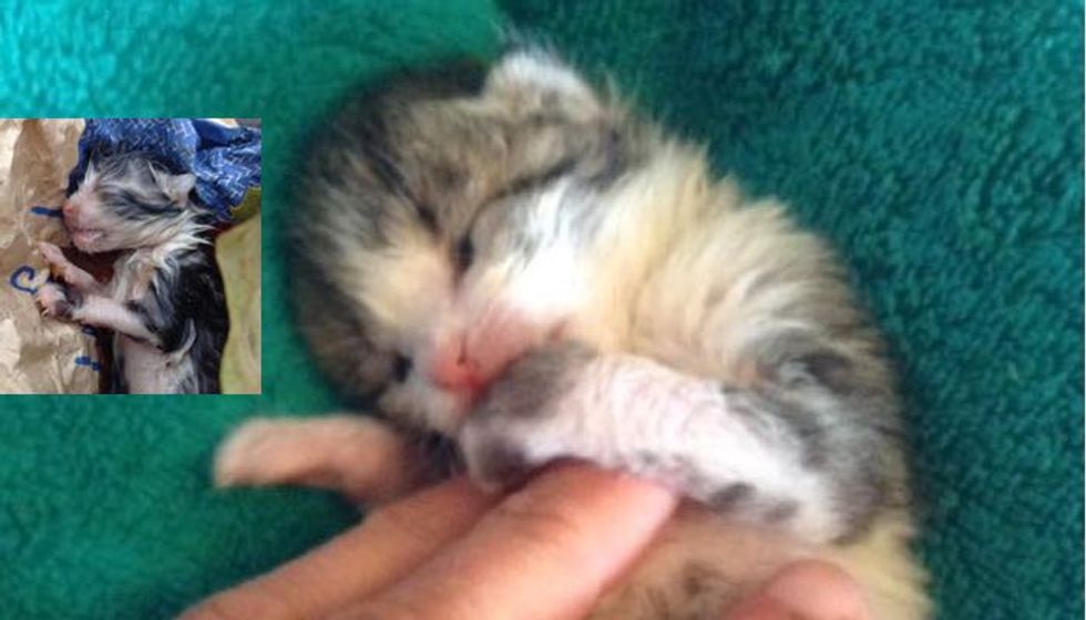 Newborn Kitten Found in the Cold and Rain Turned Around by Love