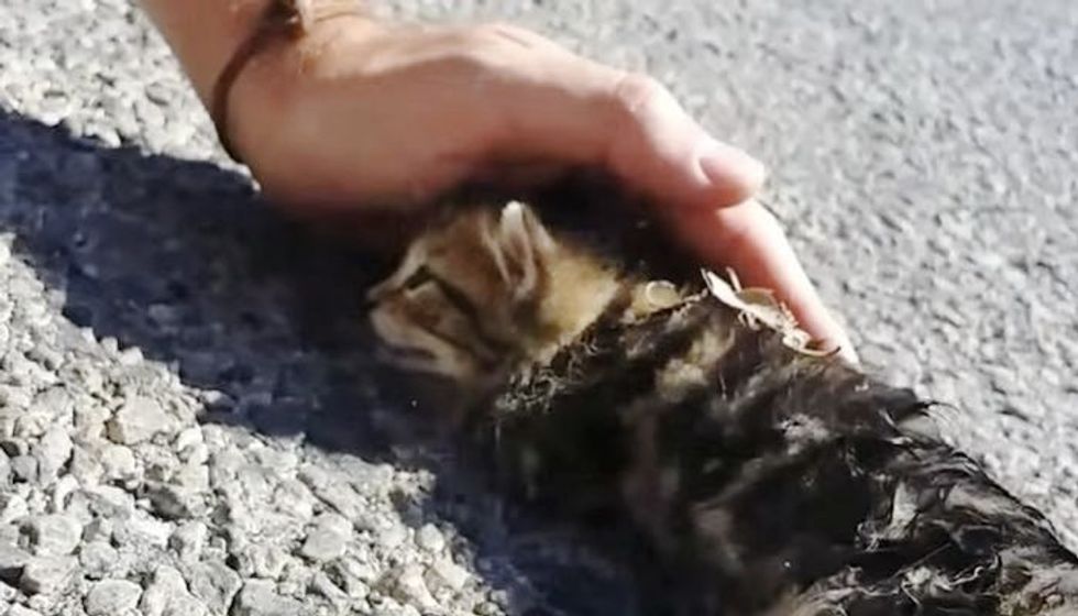 A Bit of Love and Petting Brought this Street Kitten Back to Life