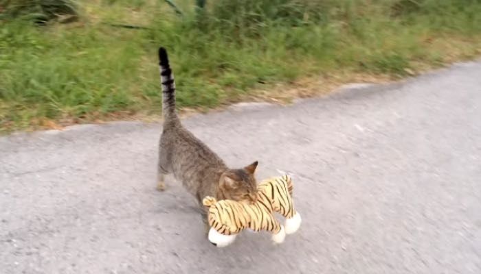 toy tiger cat
