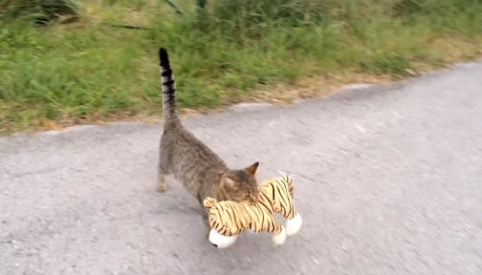 Tabby Cat 'Borrows' Next Door Neighbor's Tiger Toy