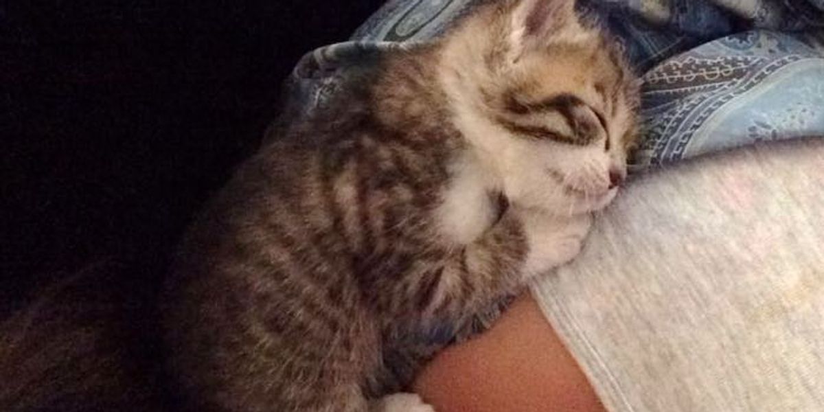 Junk Yard Kitten Experienced His First Hug, Couldn't Stop Cuddling His