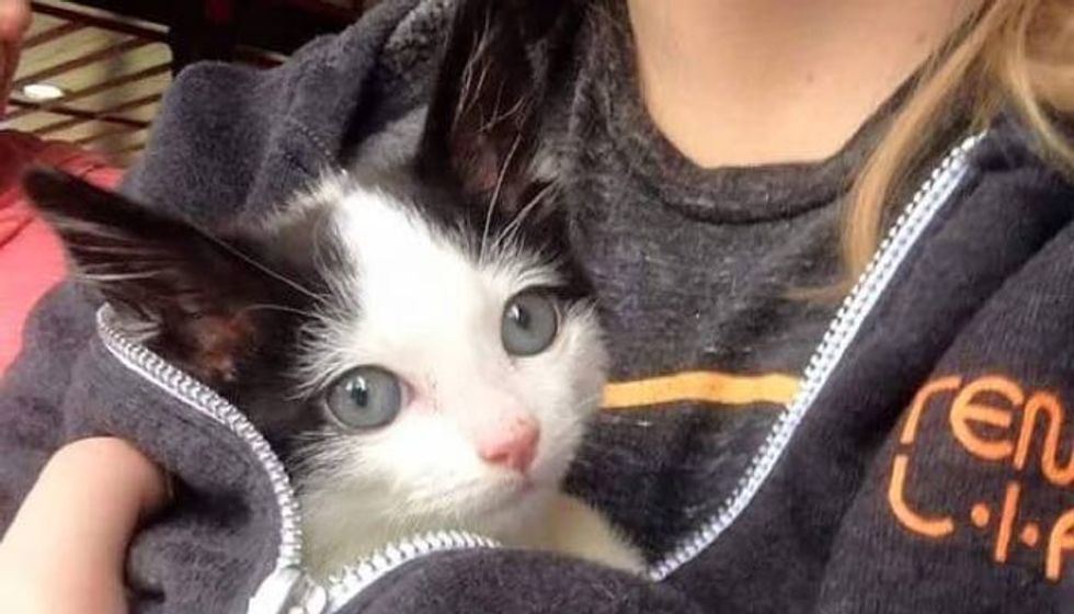 She Had Less than 10% Chance to Survive. This Orphan Kitten Surprises Everyone!