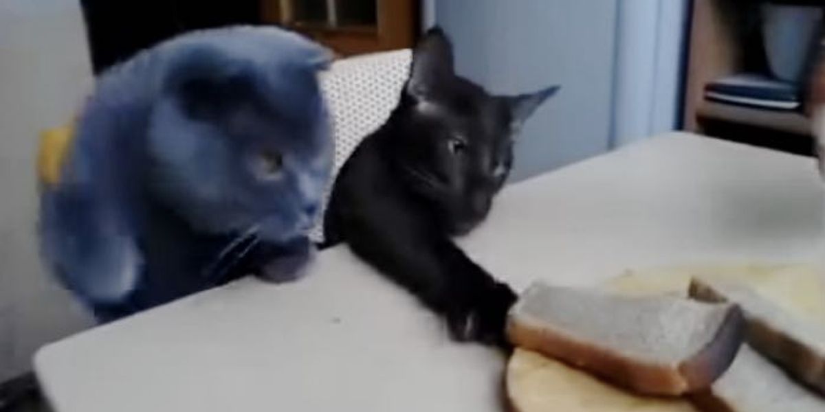 Two Cats Conspiring a Plot to Steal Their Human's Bread Love Meow