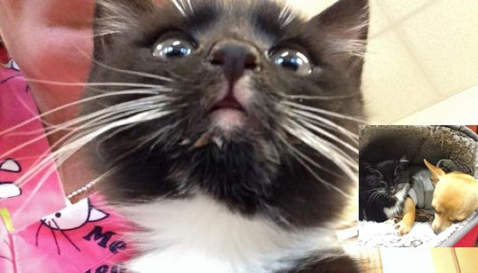 Feral Kitten with Uncertain Future, Now Cuddling with a Friend He Never Expected