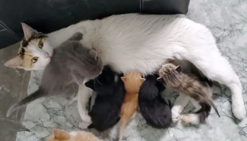 Stray Cat Surprises Shop Owner with Her 7 Babies. 3 of Them are MUCH Smaller