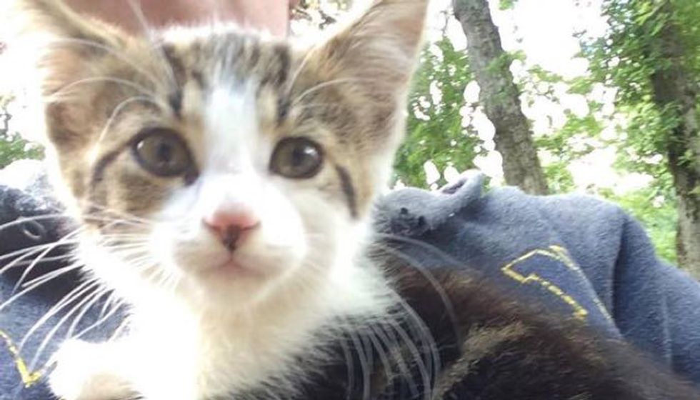 Deck Kitten from Crying Outside to Meowing Happily Inside