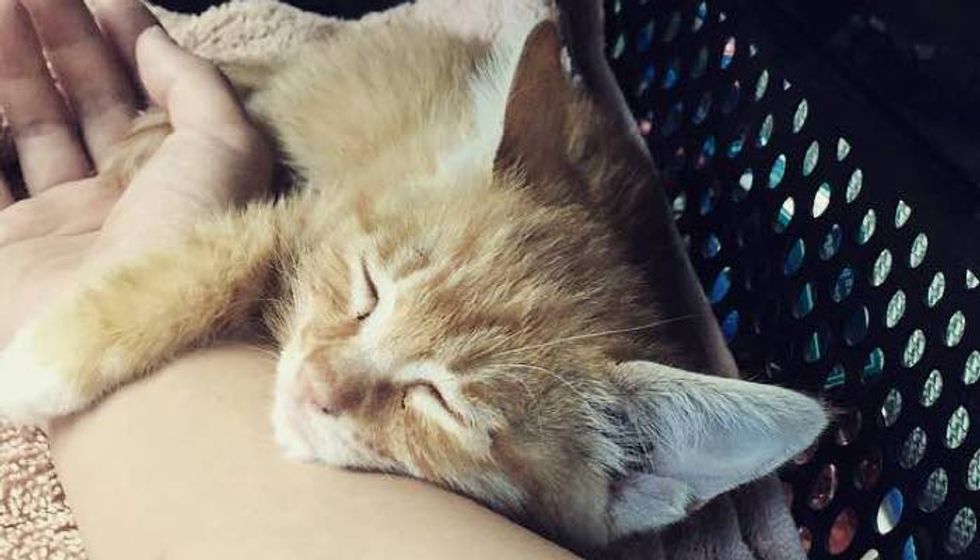 They Spent All Night and Morning Saving a Kitten. Now He Can't Stop Cuddling His Rescuer