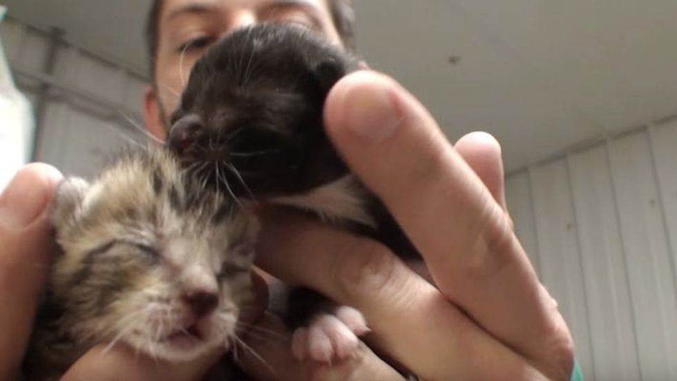 Vet Saves Two Orphaned Kittens and Becomes Their New 'Mom'