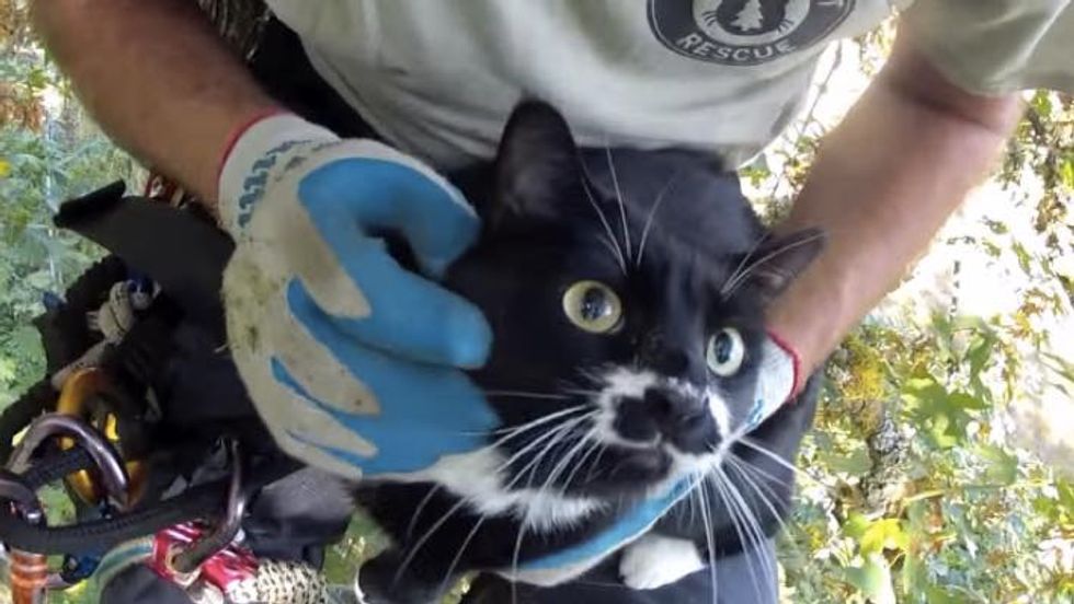 Man Climbs to Rescue Cat Stuck in Maple Tree for Days