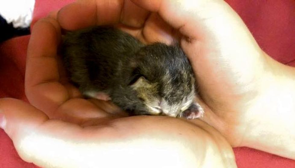 Newborn Kitten Surprised Family When They Found Her on Porch
