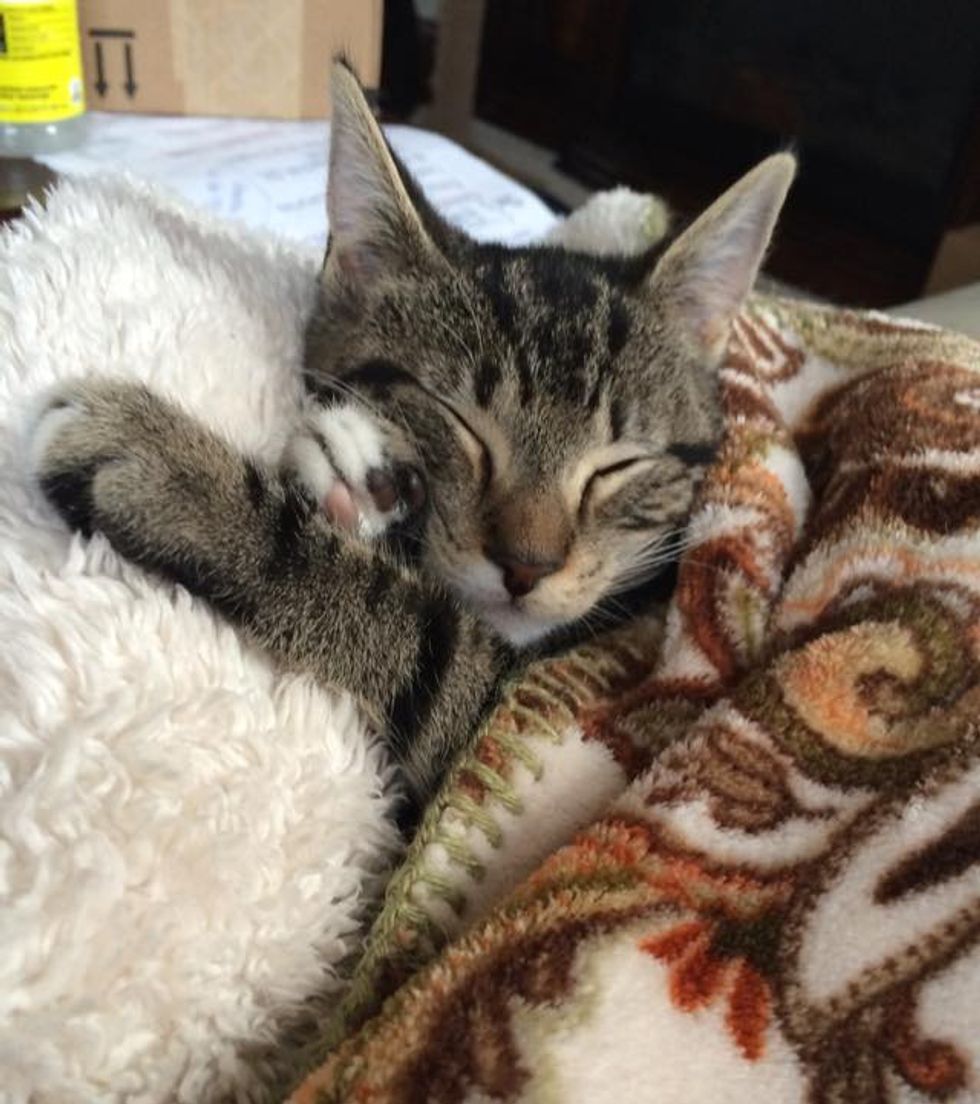 Newborn Kitten Surprised Family When They Found Her on Porch - Love Meow