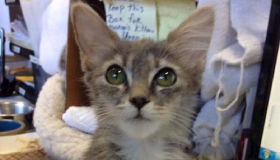 Tiny Kitten Wasn't Growing Until She Found This One Large Family - Love