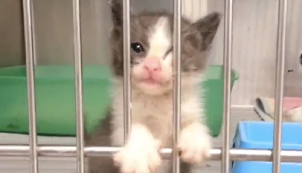 Kitten Telling Vet She's Ready for Loving Home!