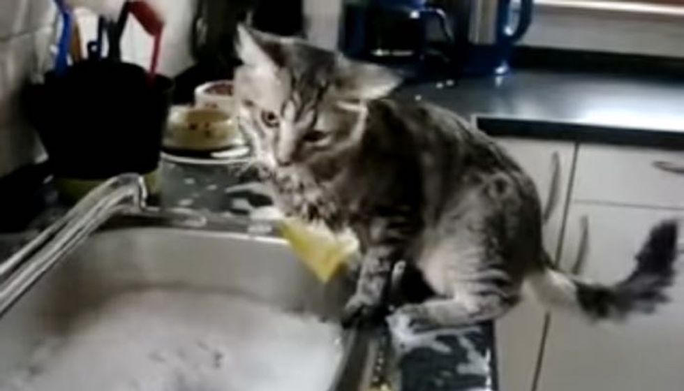 Cat Tries to 'Help' His Human Clean Their Dishes