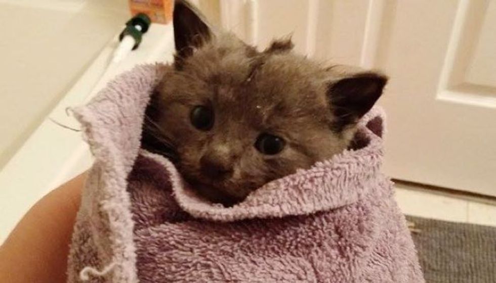 Woman Keeps Trying Until Tiny Kitten Saved from Deep Storm Drain