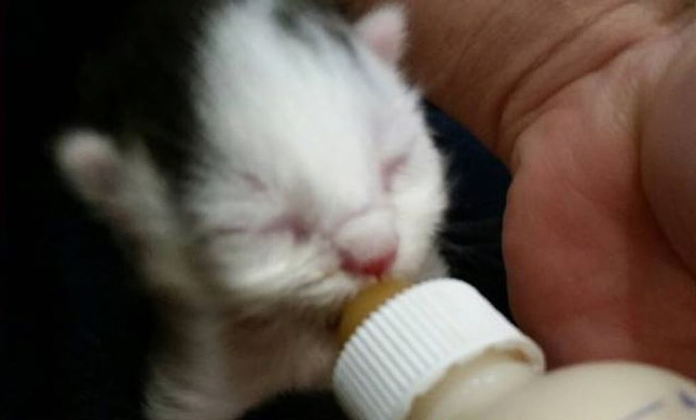 Groomer was Given a 2-day-old Kitten. She Raised Him Like Her Own ...