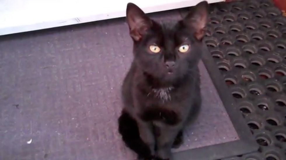 Kitten Shows up on Doorstep Demanding to be Adopted!
