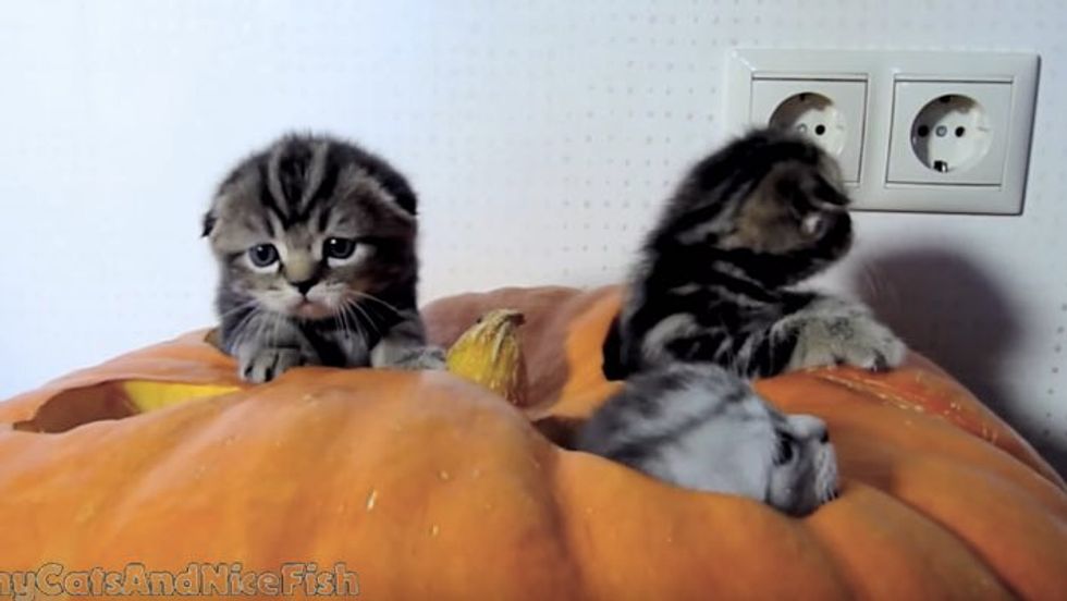 They Made the Kittens a Great Toy with a Pumpkin