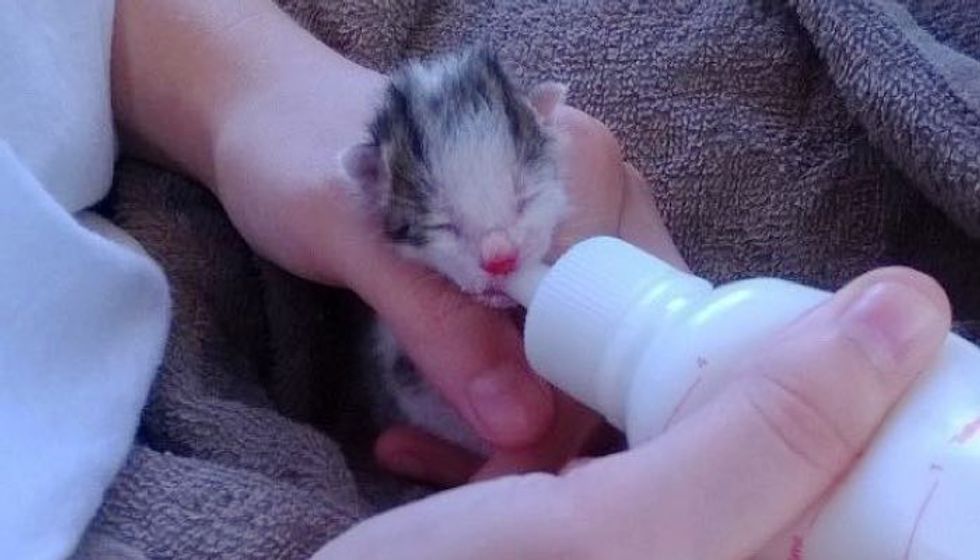 Rescue Kitten Found Just Hours Old Turned Around by Love