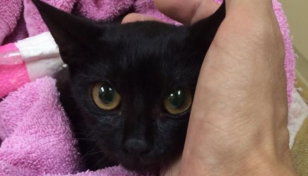 No One Expected this Rescue Stray Would Survive the Night, but Love Brought Her Back to Life
